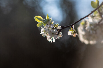 Plum Blossom in spirng