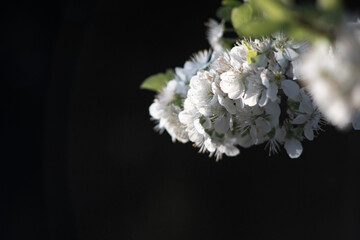 Plum Blossom in spirng