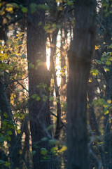 Sunlight hitting the trees