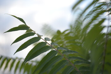 Green holly branches of sumac virginiana, green branches close-up of Acetic tree against the blue sky, background texture of leaves symmetrical, silhouette