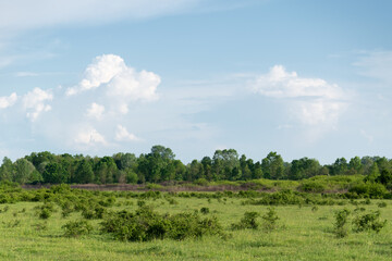 Pasture near forest and big bright cumulonimbus cloud in sky, rural landscape in spring