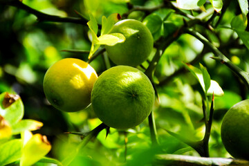 wild lemon closeup in selective focus. yellow and lime green fruits. background image. sharp thorns. soft bokeh. rusty brown leaf edges. fall scene. bright fresh green tones. beauty in nature. 
