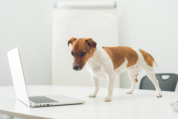 dog with laptop on office desk