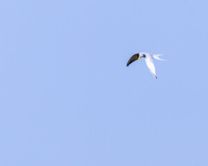 A River tern over a lake in search of food