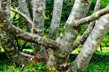 Fototapeta premium Lacebark pine trunk detail. red and gray scaled bark with flakes. closeup view. textures and patterns. healed spot of cut tree branch. blurred background and bokeh. selective focus. abstract view.