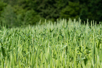 Unripe wheat field in spring close up, planted field