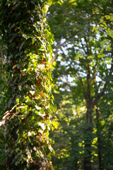 Sunlight hitting the trees