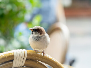 Common sparrow