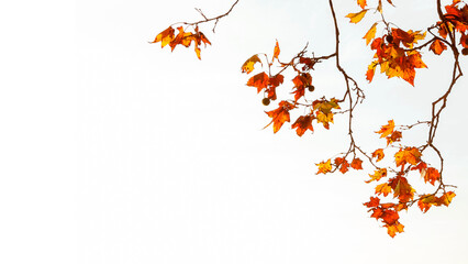 Autumnal and foliage background. Backlit sycamore brown, orange, yellow and red leaves on white background with copy space
