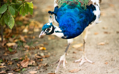 Plum Blossom in spirng