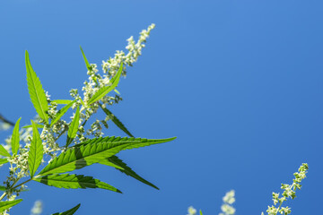 Flowering cannabis plant on a background of blue sky. Selective focus.