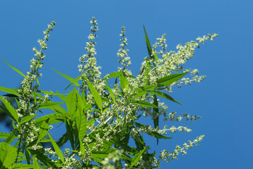 Blooming plant of cannabis marijuana against a blue sky. Selective focus.