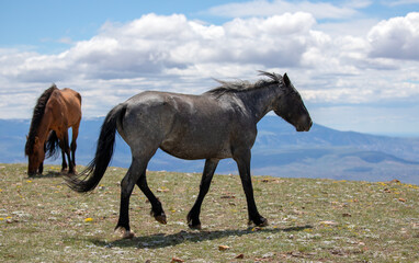 Spanish blue roan mare wild horse on mountain ridge in the western United States