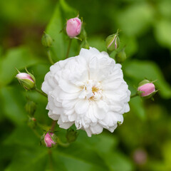 Rose X Noisettiana, rose grown in a garden still in bloom in the month of September