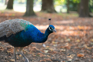 Plum Blossom in spirng