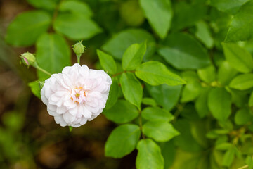 Obraz na płótnie Canvas Rose X Noisettiana, rose grown in a garden still in bloom in the month of September