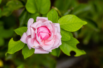 Rose Imperatrice Eugenie, rose grown in a garden still in bloom in the month of September