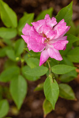 Rose Rival Paestum, rose grown in a garden still in bloom in the month of September