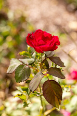 rose grown in a garden still in bloom in the month of September