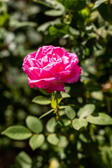 rose grown in a garden still in bloom in the month of September
