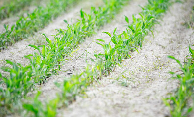 A field of corn. Little corn plants. Agriculture in spring.