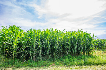 デントコーン畑