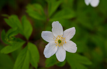 Detail of yellow flower of Anemone nemorosa plant with dark green blurred background.
