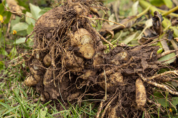 Dahlia tubers closeup. Natural. Preparing dahlias for winter