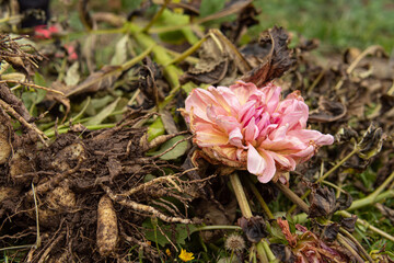 Dahlia tubers and flower closeup. Natural. Preparing dahlias for winter. Dug-out roots of dahlias
