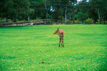 【#奈良】奈良公園の仔鹿