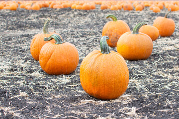 Pumpkin Patch, Orange, Dirt
