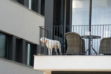 A City Dog