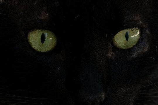 A Black, Green Eyed Cat