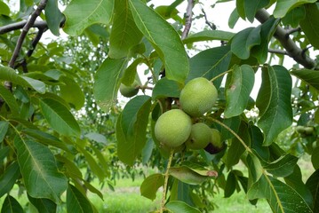 Unripe green walnuts on the tree in the garden