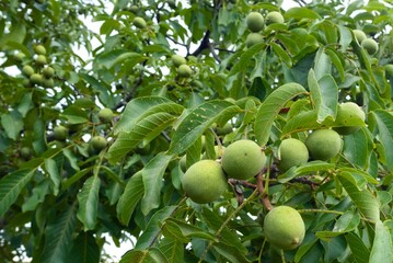 Unripe green walnuts on the tree in the garden