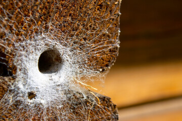 Spider nest. Wooden houses are forever homes