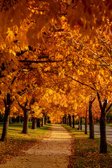 Naklejka premium Peak Fall Color in south Denver Colorado urban park
