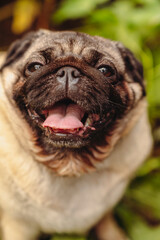 Pug dog with an open mouth and his tongue sticking out.and sitting in the grass of the forest on a sunny day.