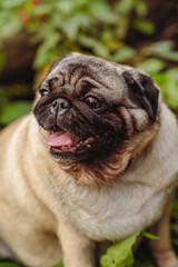 Pug dog with an open mouth and his tongue sticking out.and sitting in the grass of the forest on a sunny day.