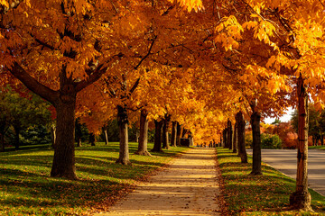 Peak Fall Color in south Denver Colorado urban park