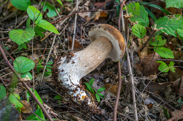 天然のヤマドリタケモドキ