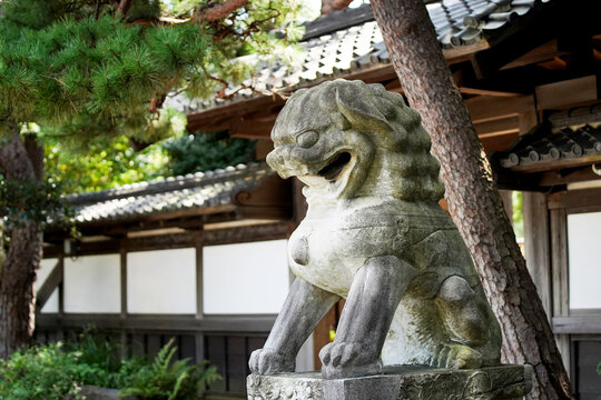 Komainu Bilder Durchsuchen 11,468 Archivfotos, und