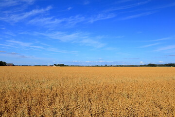 Obraz premium Swedish meadow with crops or grains a summer day in August. Field of wheat. Skara, Sweden, Scandinavia, Europe.