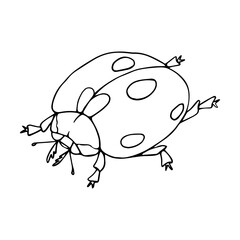 Linear sketch of a summer insect, ladybug doodle.Vector graphics.