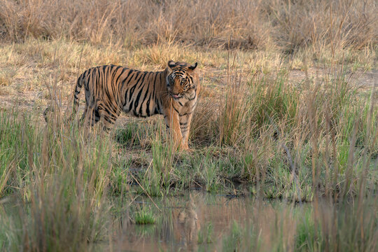 Tiger, Bengal Tiger (Panthera tigris Tigris), walking near a lake in Bandhavgarh National Park in India. Reflection in the water.    