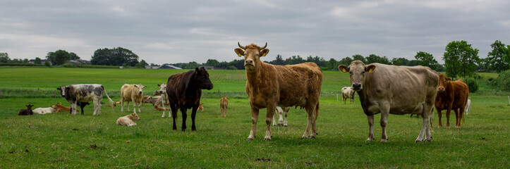 Cows in a meadow in Germany