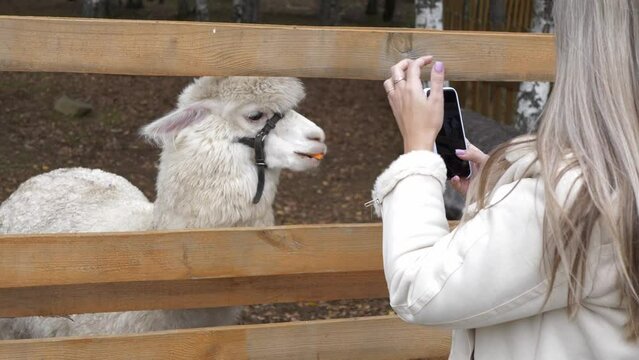 A young woman feeds carrots to a white alpaca and takes pictures on her phone. People, technology and animals.