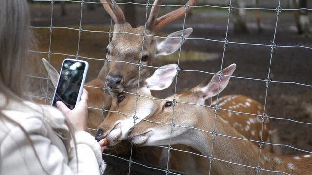 A young woman feeds a herd of spotted deer in an aviary and takes pictures of them on her smartphone. People and animals.
