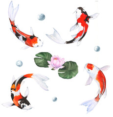 Watercolor illustration of fish koi with lotus flowers and bubbles on white background