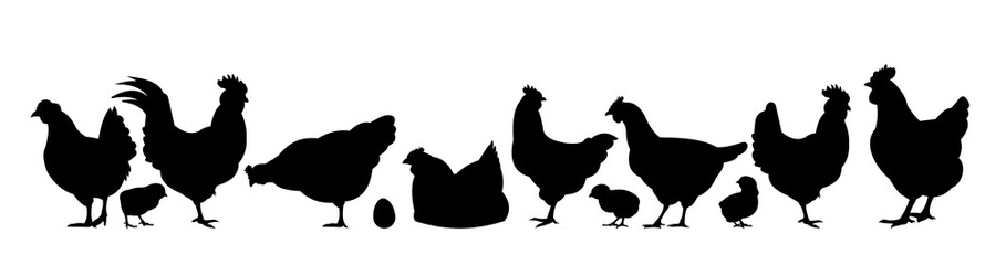 Chickens in pasture. Picture silhouette. Farm pets. Domestic poultry to get eggs. Isolated on white background. Vector